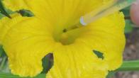 How to Hand-Pollinate Squash